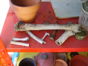 Some of the bones I found in the garden