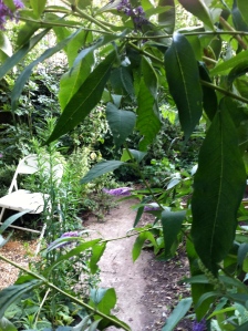 My garden 2011