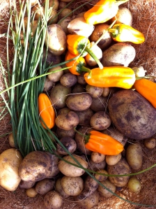 Potatoes, hot peppers and chives
